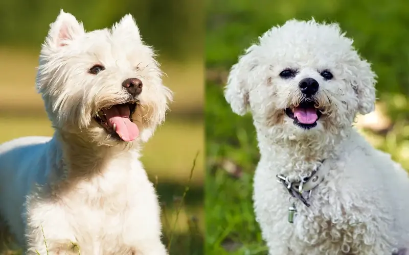 Wee-Chon (Westie & Bichon Mix): Billeder, Plejevejledning, Temperament & Træk