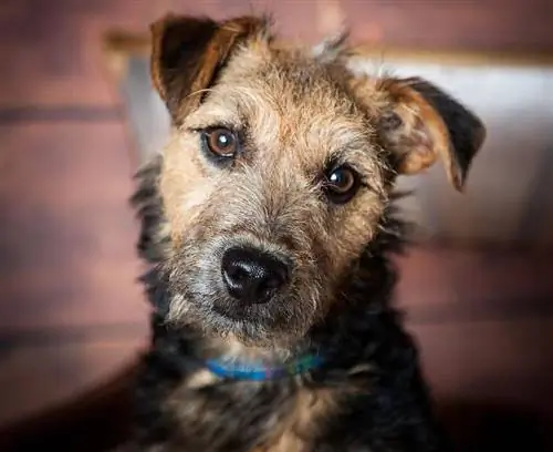 Jack Highland Terrier (Jack Russell & Westie Mix): Məlumat, Şəkillər, Xüsusiyyətlər & Faktlar