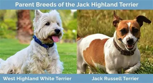 Races parentales du Jack Highland Terrier