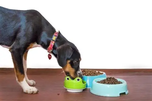 cane che mangia cibo da una ciotola per cani