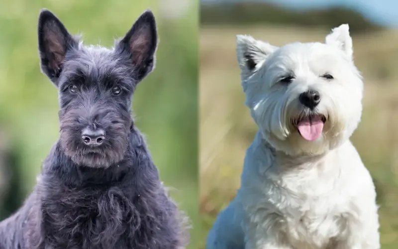 Scoland Terrier (Westie & Scottie Mix): Billeder, Plejevejledning, Temperament, & Træk