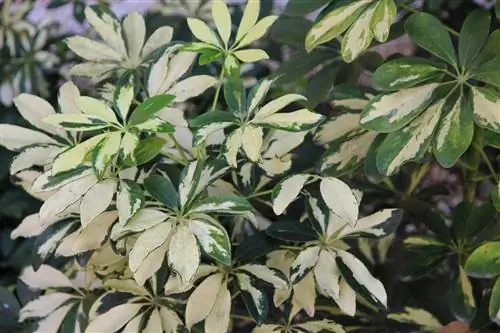 Schefflera