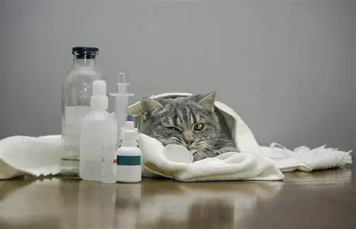 chat gris malade