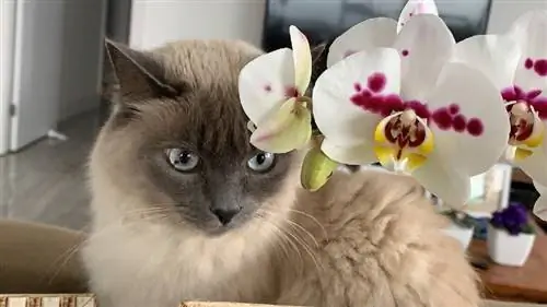 Katze mit Orchideen