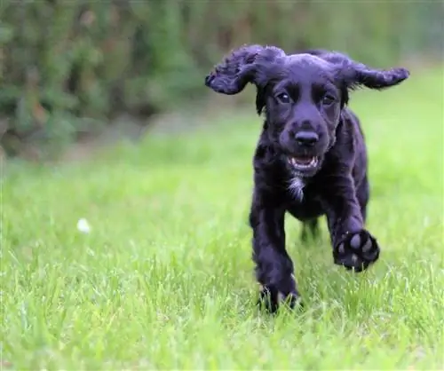 โกลเด้นเทอร์เรีย (Scottish Terrier & Golden Retriever Mix)