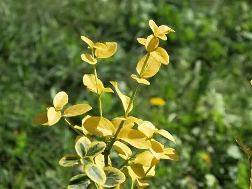 Ar Schefflera yra toksiška katėms? Saugokite savo katę