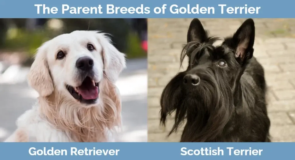 Les races progenitores del Golden Terrier