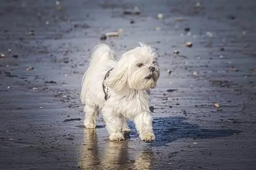 M altés en la playa