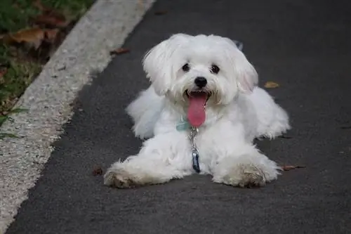 100'den Fazla M alta Köpek Adı: Oynak Köpekler İçin Sevimli Fikirler & Sevimli Köpekler