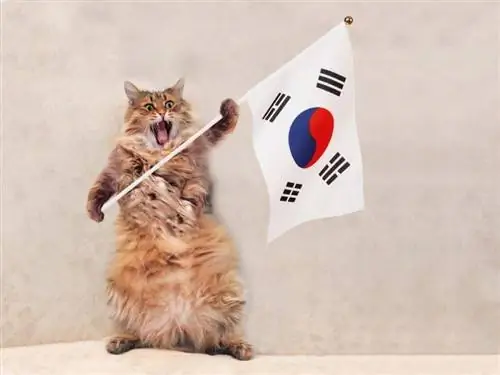 180+ Korean Names Para sa Mga Pusa: Aming Mga Nangungunang Pinili Para sa Iyong Cute na Pusa