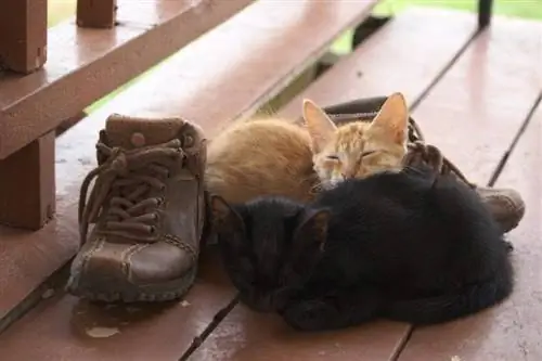 gatos durmiendo al lado de los zapatos