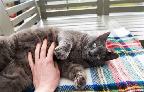 gatto a pelo corto grigio sdraiato