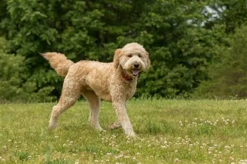 goldendoodle pas koji hoda po travi