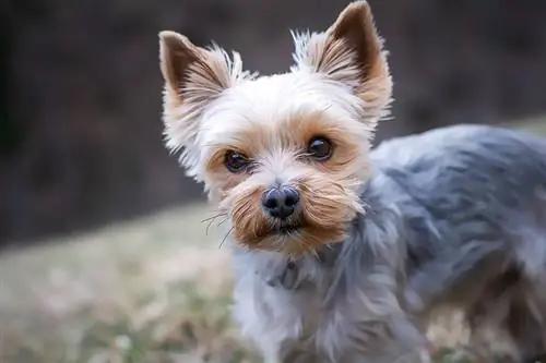 21 raca të përziera terrier: Një përmbledhje (me foto)