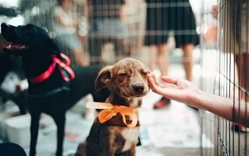 pup in bench