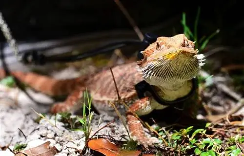 6 piani di guinzaglio del drago barbuto fai-da-te che puoi realizzare oggi (con immagini)