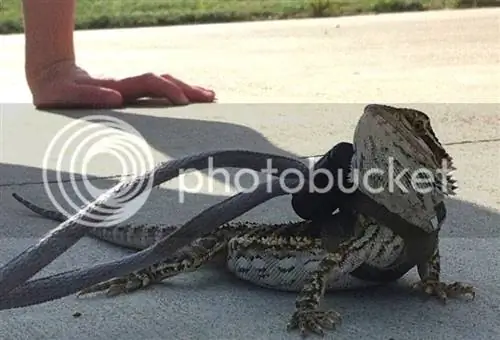 coleira juvenil faça você mesmo