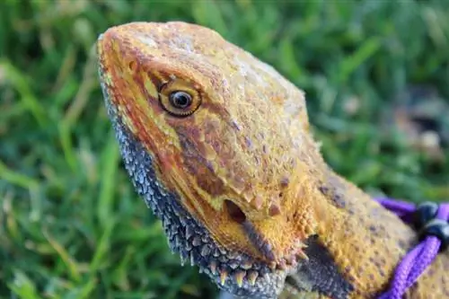 Dragão barbudo na coleira