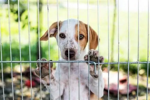 Apakah Aturan 3 Hari, 3 Minggu, 3 Bulan untuk Anjing Penyelamat?