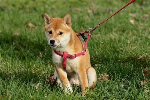 perro en el parque con arnés y correa