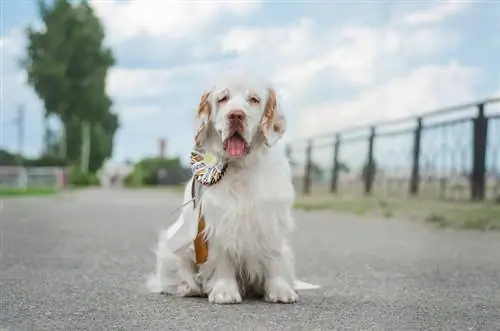 Clumber spaniel cane labrabor