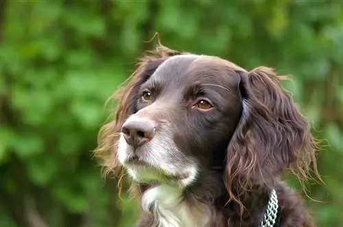 Lus Askiv Springer Spaniel