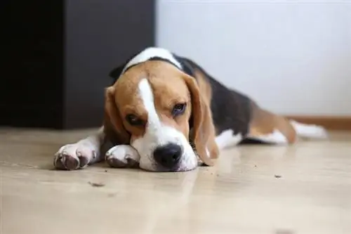 một con chó beagle ốm nằm trên sàn nhà