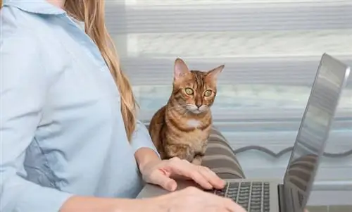 seekor kucing domestik sedang memperhatikan pemilik yang sedang mengerjakan laptop