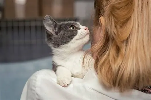 gatinho assustado nos braços do médico do abrigo