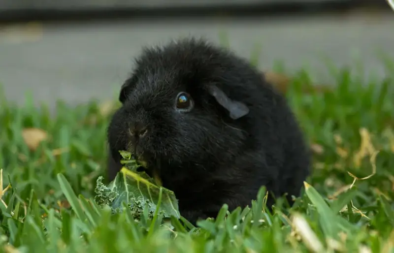 Schwarzes Fell-Teddy-Meerschweinchen, das Grünkohl auf dem Gras isst