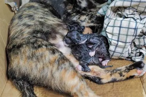 So helfen Sie einer Katze bei der Geburt: Wichtige Fakten, die Sie berücksichtigen sollten