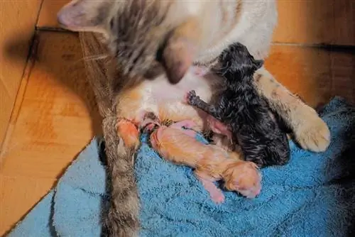 eine Katze, die ihre Kätzchen zur Welt bringt