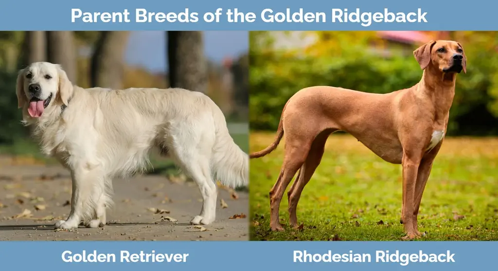 Ouderrassen van de Golden Ridgeback