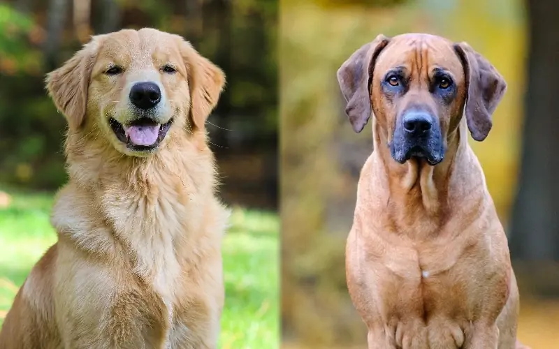 Rhodesian Ridgeback Golden Retriever Mix: Mga Larawan, Gabay sa Pangangalaga, Ugali & Mga Katangian