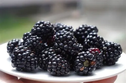 Guinea npua tuaj yeem noj Blackberries? Nutrition Facts & FAQ