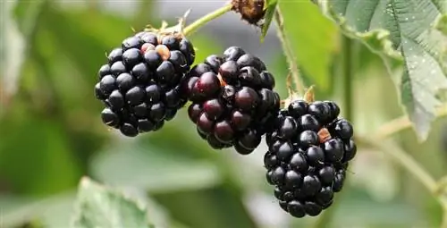 Brombeeren