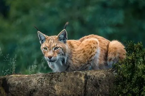 kucing hutan di kebun binatang