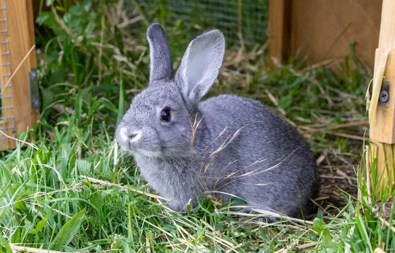 Graues Chinchilla-Kaninchen in seinem grasbewachsenen Gehege