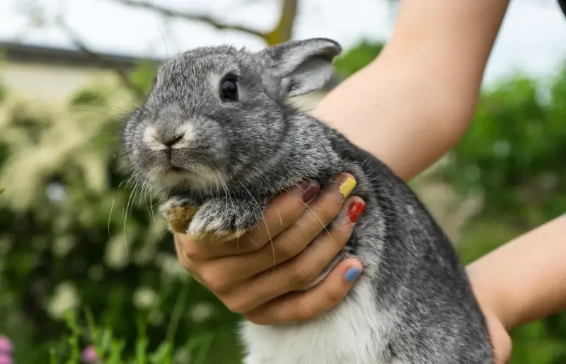 Mädchen hält ein Chinchilla-Kaninchen