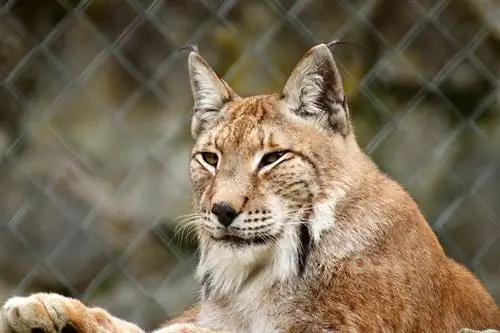 gros plan d'un lynx roux