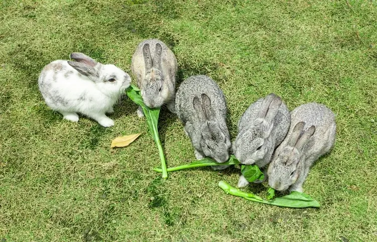 vyf chinchilla-konyne wat boerenkool op die gras eet