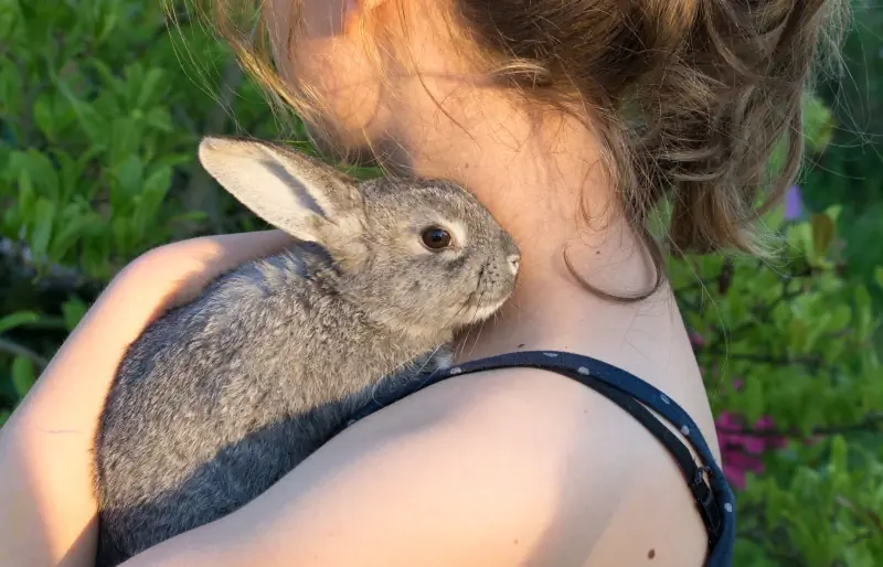 'n jong meisie wat 'n chinchilla-konyn vashou