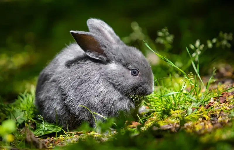 Kelinci Chinchilla Standar: Perawatan, Temperamen, Habitat & Sifat (Dengan Gambar)