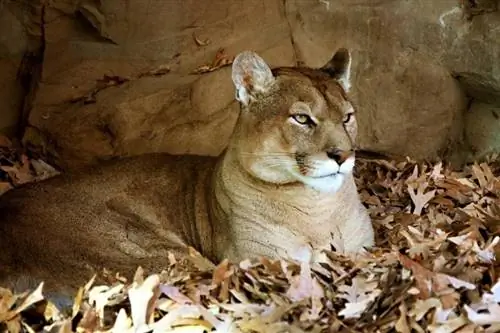 Singa gunung tergeletak di tanah