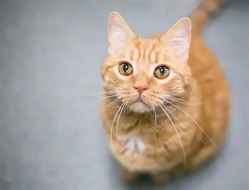 kucing berbulu pendek domestik berkutik oren dengan iris melanosis di matanya