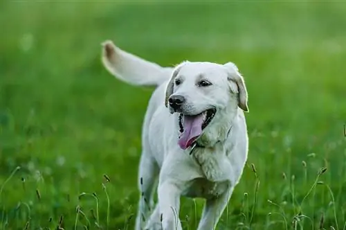 Xoşbəxt Labrador Retriever ot çəmənində qaçır