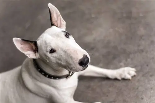 Bull-terrier anglais