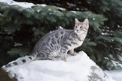 Gatto del Bengala blu: fatti, origine & Storia (con immagini)