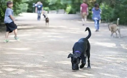 Zwart, Labrador, Retriever, Spelen, At, Rood, Bud, Trail, Austin, Texas