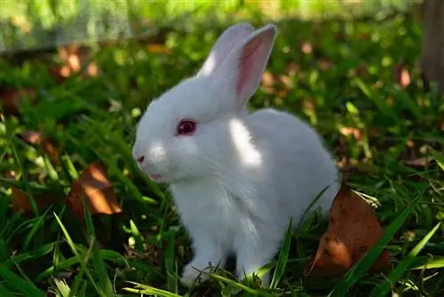 Florida White Rabbit Breed Breed Info: Obrázky, Temperament & Vlastnosti